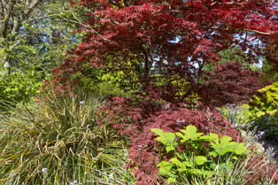 THE ROCKERY AT THE BOTANIC GARDENS - SESSION ONE [SONY FX30 WITH 16-35MM F2.8 GM II LENS]-250526-1