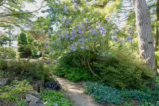 THE ROCKERY AT THE BOTANIC GARDENS - SESSION ONE [SONY FX30 WITH 16-35MM F2.8 GM II LENS]-250530-1
