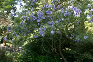 THE ROCKERY AT THE BOTANIC GARDENS - SESSION ONE [SONY FX30 WITH 16-35MM F2.8 GM II LENS]-250531-1