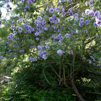 THE ROCKERY AT THE BOTANIC GARDENS I visited the Botanic Gardens on Saturday and on Sunday. On Saturday I used a crop sensor Sony FX30 with a 16-35mm F2.8...