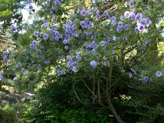 THE ROCKERY AT THE BOTANIC GARDENS I visited the Botanic Gardens on Saturday and on Sunday. On Saturday I used a crop sensor Sony FX30 with a 16-35mm F2.8...