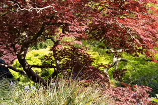 THE ROCKERY AT THE BOTANIC GARDENS - SESSION TWO [SONY A7RIV WITH 70-200 G II F4 LENS]-250543-1