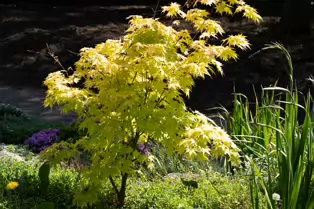 THE ROCKERY AT THE BOTANIC GARDENS - SESSION TWO [SONY A7RIV WITH 70-200 G II F4 LENS]-250544-1