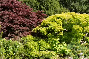 THE ROCKERY AT THE BOTANIC GARDENS - SESSION TWO [SONY A7RIV WITH 70-200 G II F4 LENS]-250547-1