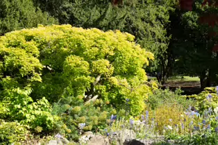 THE ROCKERY AT THE BOTANIC GARDENS - SESSION TWO [SONY A7RIV WITH 70-200 G II F4 LENS]-250548-1