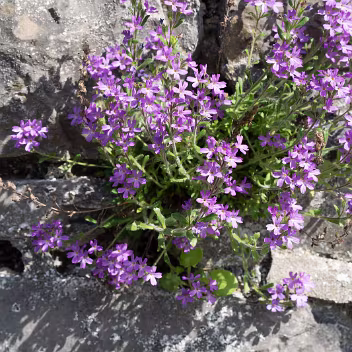 PHOTOGRAPHING FLOWERS