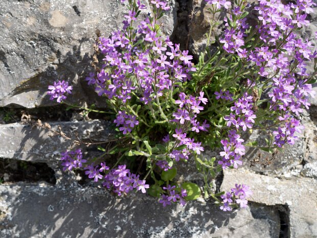 PHOTOGRAPHING FLOWERS