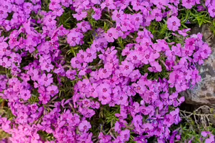 I JUST DISCOVERED THAT I AN NOT AT ALL GOOD AT PHOTOGRAPHING FLOWERS [BOTANIC GARDENS]-250464-1