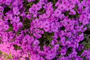 I JUST DISCOVERED THAT I AN NOT AT ALL GOOD AT PHOTOGRAPHING FLOWERS [BOTANIC GARDENS]-250465-1