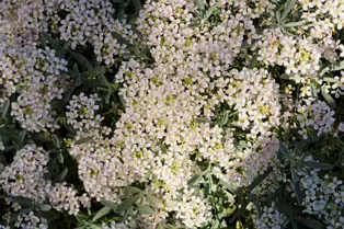I JUST DISCOVERED THAT I AN NOT AT ALL GOOD AT PHOTOGRAPHING FLOWERS [BOTANIC GARDENS]-250466-1
