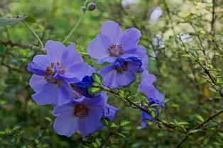 I JUST DISCOVERED THAT I AN NOT AT ALL GOOD AT PHOTOGRAPHING FLOWERS [BOTANIC GARDENS]-250467-1