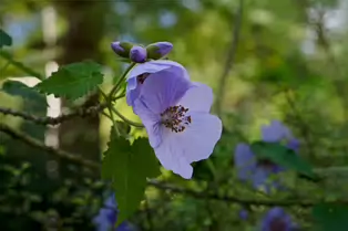 I JUST DISCOVERED THAT I AN NOT AT ALL GOOD AT PHOTOGRAPHING FLOWERS [BOTANIC GARDENS]-250468-1