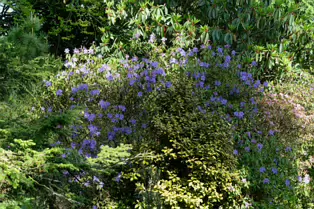 I JUST DISCOVERED THAT I AN NOT AT ALL GOOD AT PHOTOGRAPHING FLOWERS [BOTANIC GARDENS]-250471-1