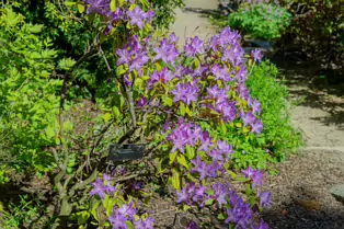 I JUST DISCOVERED THAT I AN NOT AT ALL GOOD AT PHOTOGRAPHING FLOWERS [BOTANIC GARDENS]-250472-1