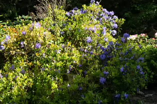 I JUST DISCOVERED THAT I AN NOT AT ALL GOOD AT PHOTOGRAPHING FLOWERS [BOTANIC GARDENS]-250473-1