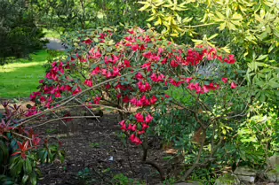 I JUST DISCOVERED THAT I AN NOT AT ALL GOOD AT PHOTOGRAPHING FLOWERS [BOTANIC GARDENS]-250475-1