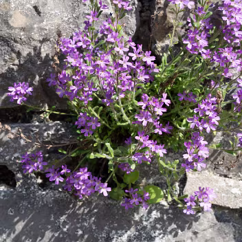 PHOTOGRAPHING FLOWERS Photographing flowers and plants in public gardens can be surprisingly difficult due to a confluence of factors, both...