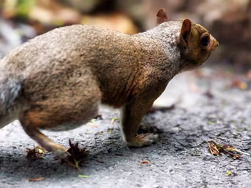 GREY AND RED SQUIRRELS