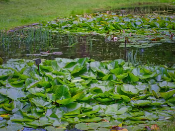 THE POND AND NEARBY