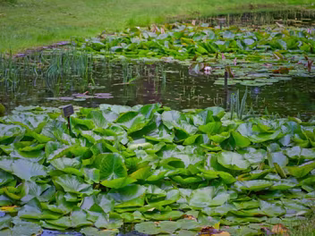 THE POND AREA The pond at the National Botanic Gardens in Glasnevin, Dublin, is not only known for its beautiful water lilies but also...