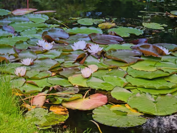 WATER LILLIES The water lilies in the pond are a sight to behold, especially during their peak blooming season. They come in various...