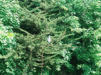 HERONS ALONG THE DODDER