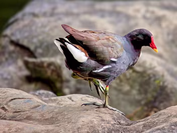 ABOUT MOORHENS