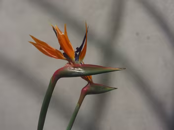 ABOUT THIS ATTRACTIVE PLANT