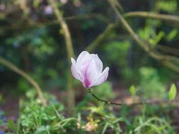BOTANIC GARDENS 2013