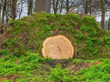 Fallen Tree Unfortunately, there's no centralised database that precisely tracks the number of trees falling over in storms...
