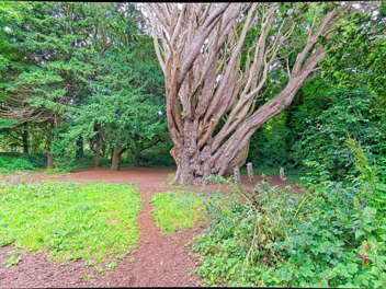 AN OLD TREE St. Anne's Park boasts a diverse and fascinating collection of trees, many of which were planted by the Guinness family...
