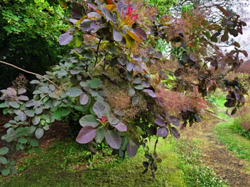 WALLED GARDEN IN MAYNOOTH