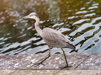 ATTRACTIVE HERON