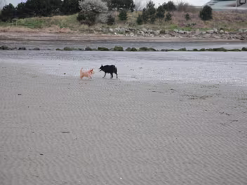 SANDYMOUNT STRAND I had intended to walk along Merrion Strand to Sandymount but abandoned the idea after five minutes due to the...