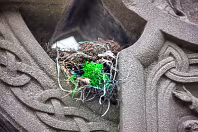 A BIRD'S NEXT WITHIN THE RING OF A CELTIC CROSS [18 MARCH 2008 GLASNEVIN CEMETERY]-236383-1