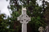 THE OLDER SECTION OF GLASNEVIN CEMETERY [FEATURES MANY CELTIC AND HIGH CROSSES]-236394-1