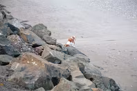 SANDYMOUNT STRAND AS IT WAS IN 2008 [AVOID THE END NEAREST MERRION STRAND EVEN NOW IN 2024]-235950-1