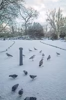 I RETURNED TO DUBLIN FROM BRUSSELS AND THE WEATHER WAS MUCH THE SAME - MAYBE WORSE [SNOW IS UNUSUAL IN DUBLIN]-269378