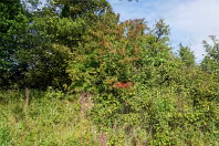 MY FIRST TIME TO PHOTOGRAPH LAUGHANSTOWN LANE [SEPTEMBER 2011]-236136-1 SONY DSC
