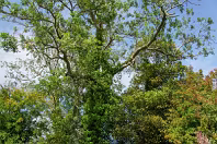 MY FIRST TIME TO PHOTOGRAPH LAUGHANSTOWN LANE [SEPTEMBER 2011]-236138-1 SONY DSC