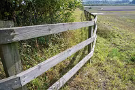 MY FIRST TIME TO PHOTOGRAPH LAUGHANSTOWN LANE [SEPTEMBER 2011]-236139-1 SONY DSC