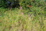 MY FIRST TIME TO PHOTOGRAPH LAUGHANSTOWN LANE [SEPTEMBER 2011]-236146-1 SONY DSC