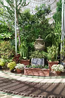 THE MAIN GLASSHOUSE AT BELFAST BOTANIC GARDENS [PHOTOGRAPHED MAY 2017]-235412-1 THE MAIN GLASSHOUSE