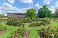 THE BELFAST BOTANIC GARDENS [PHOTOGRAPHED MAY 2017]-235419-1