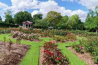 THE BELFAST BOTANIC GARDENS [PHOTOGRAPHED MAY 2017]-235420-1