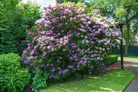 THE BELFAST BOTANIC GARDENS [PHOTOGRAPHED MAY 2017]-235428-1