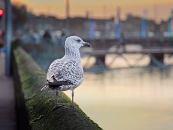 TALKING SEAGULL