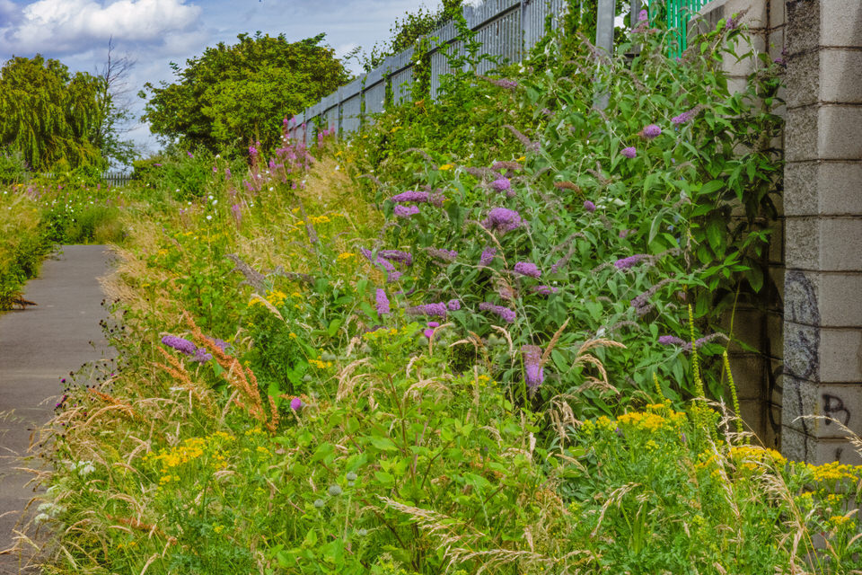 Cabra's Wild Park Was Once A Toxic Brownsite But It Is Now A Dog Walking Paradise