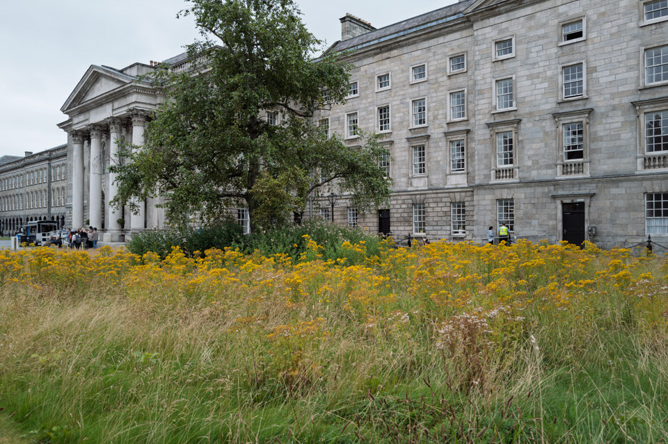 A Vibrant Mesoamerican Dialogue At Trinity College