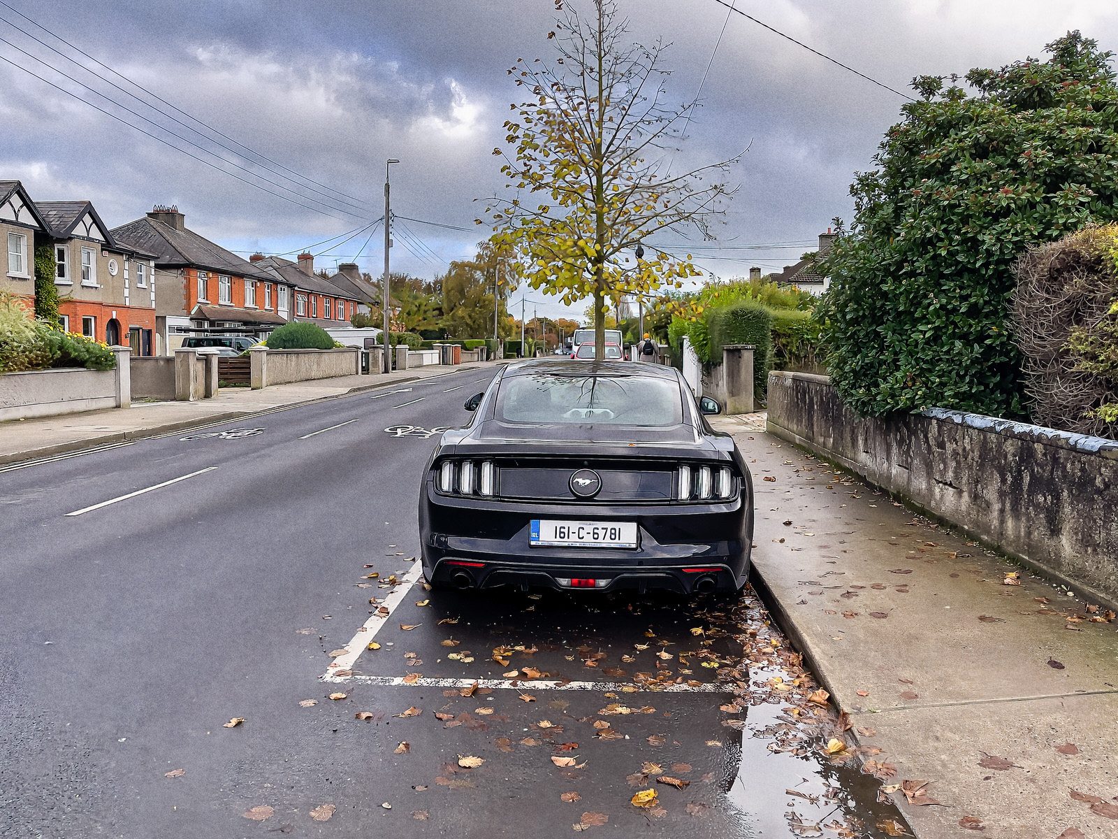 IS THIS AS MUSTANG THAT I SEE BEFORE ME [BIRD AVENUE NOVEMBER 2023]--225004-1